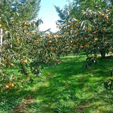 とろ～り濃厚 生ドライ干し柿　ひなみ柿のムームー（あんぽ柿）　6袋セット送料込み