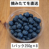 奥能登 生ブルーベリー 2kg　送料込　予約受付中