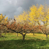 とろ～り濃厚 生ドライ干し柿　ひなみ柿のムームー（あんぽ柿）　6袋セット送料込み